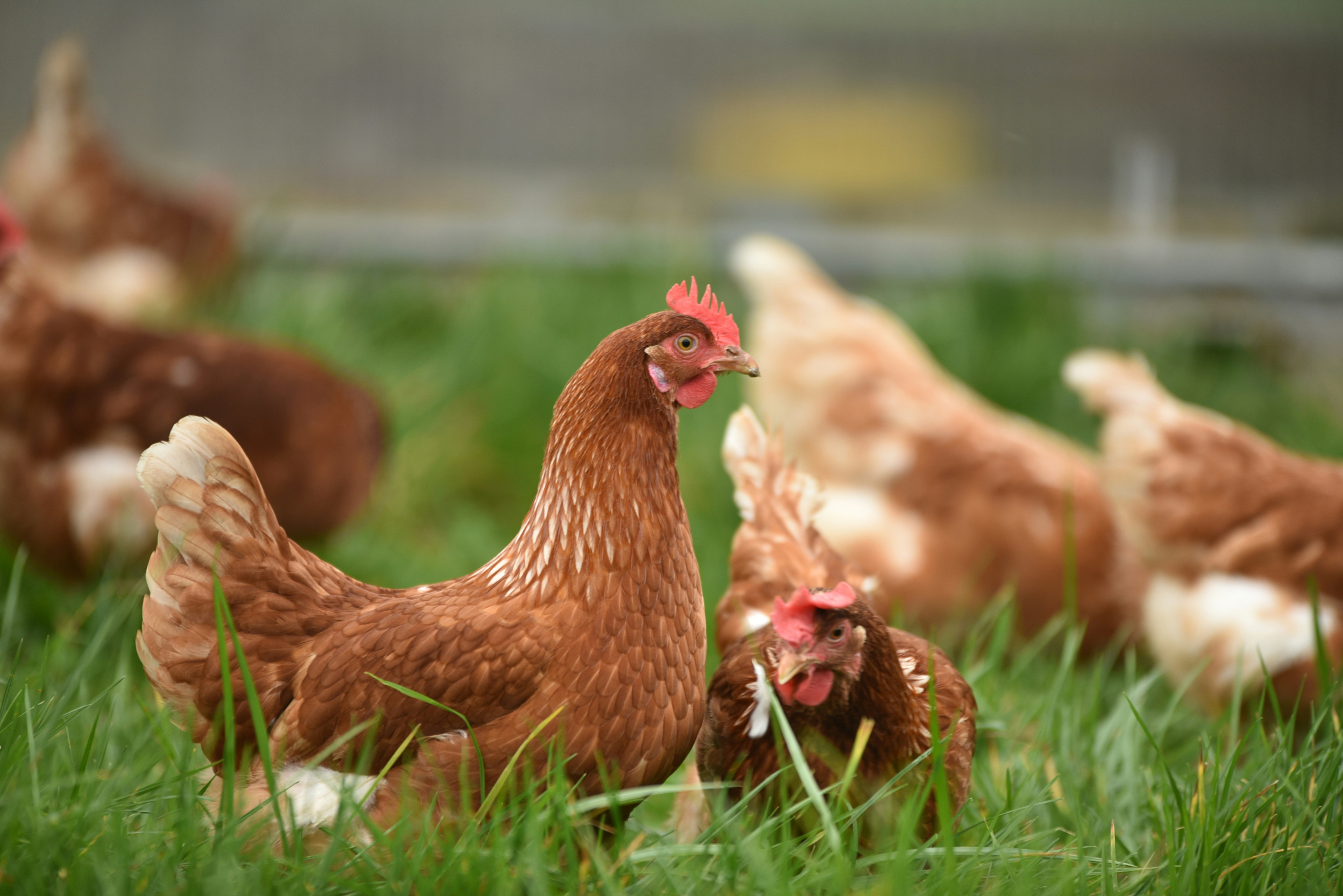 Hens grazing in an open field