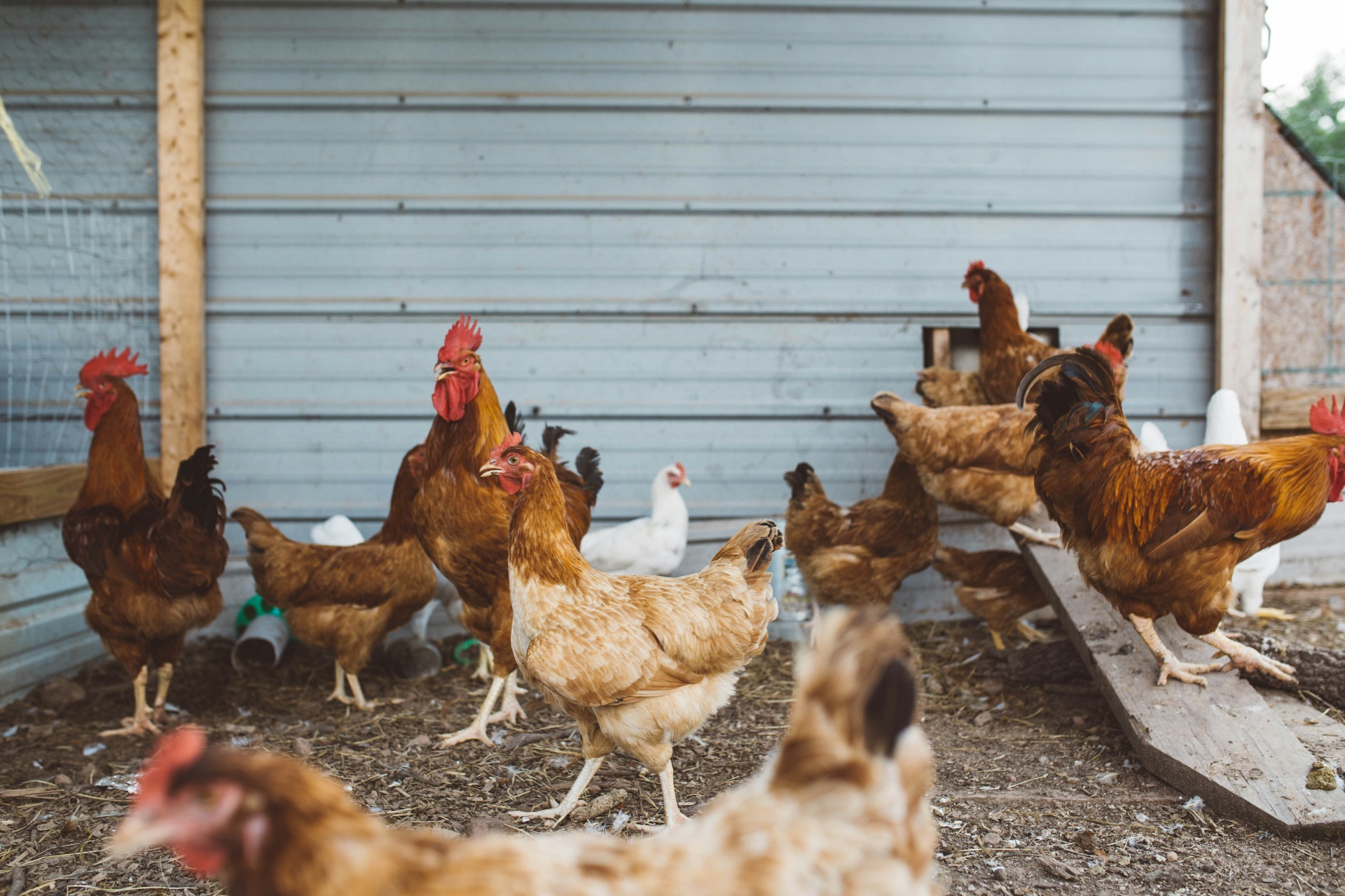 Backyard chickens near a coop