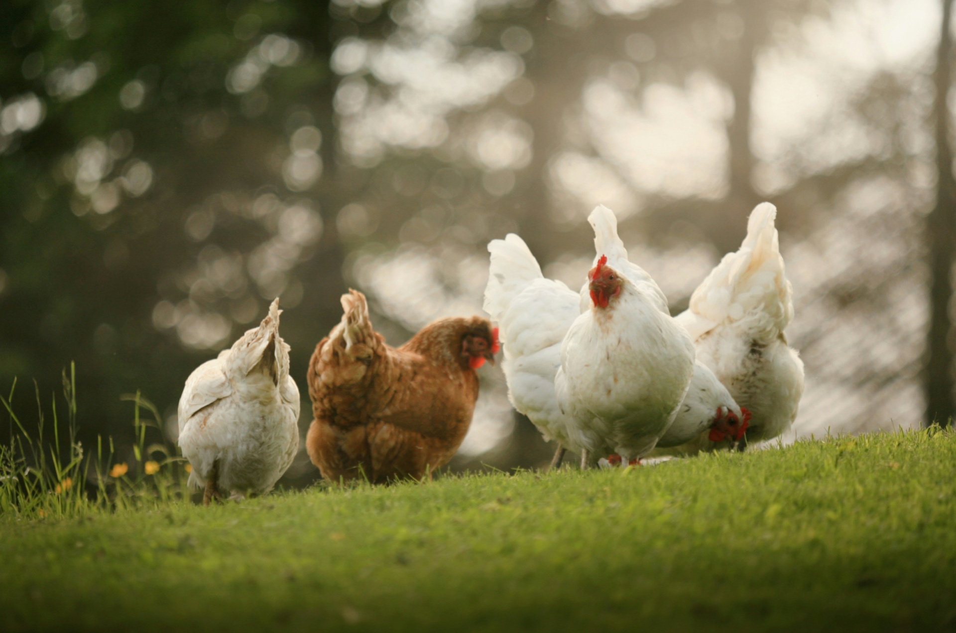 Free-range chickens on a grassy lawn at golden hour